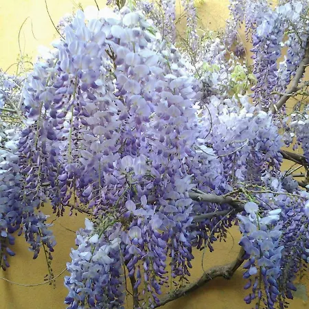 Il Sole فندق مبيت وإفطار *